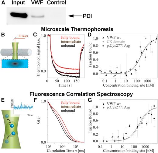 Figure 2. PDI binds VWF. (A) Coimmunoprecipitation of endogenous PDI and VWF from HUVEC lysates. Immunoprecipitation was performed using either rabbit anti-VWF antibody or control rabbit IgG bound to protein G-agarose. Coimmunoprecipitating proteins were separated by sodium dodecyl sulfate gel electrophoresis, and PDI was detected using mouse anti-PDI. Lanes: input, cell lysate of untreated HUVECs; VWF, immunoprecipitate from HUVEC lysate employing anti-VWF antibody; control, immunoprecipitate from HUVEC lysate employing rabbit control IgG. (B-D) MST analyzes the movement of molecules in a temperature gradient (B). (C) Binding of PDI to VWF was detected as a decrease in thermophoretic depletion. (D) PDI binds to wtVWF (black triangles), the isolated CK domain (gray squares), and p.Cys2771Arg (gray circles) with a very similar affinity (KD = 240 ± 100 nM). (E-G) FCS detects the diffusive dynamics of molecules (E). (F) Binding results in prolonged diffusion times visualized by a shift of the autocorrelation curve G(τ). (G) In agreement with the MST measurements, we detect similar affinities for wtVWF (black triangles) and mutant p.Cys2771Arg (gray circles) (KD = 300 ± 100 nM).