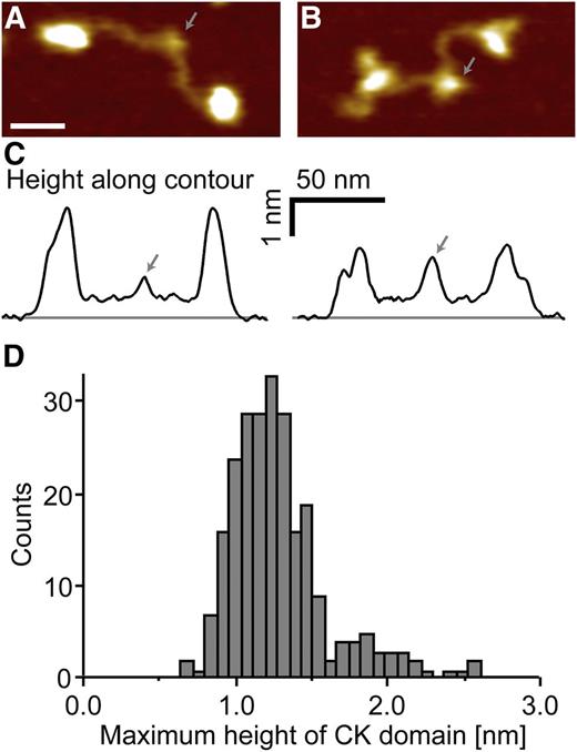 Figure 3. Direct visualization of PDI bound to the VWF CK domain by AFM imaging. AFM images (A-B) and respective height traces (C) of individual VWF dimers co-adsorbed with PDI. PDI-free VWF dimers (A) and PDI-complexed VWF dimers (B) show a clear difference in the apparent height of the CK domain (indicated by arrows). Heights were analyzed by tracing each dimer individually along its contour (for more details, please refer to supplemental Figures 3 and 4). Scale bar represents 20 nm; range of color scale is 2.2 nm. (D) The distribution of the maximum apparent height of n = 246 traced CK domains reveals 2 distinct peaks at approximately 1.2 and 1.9 nm, corresponding to PDI-free and PDI-complexed VWF, respectively.