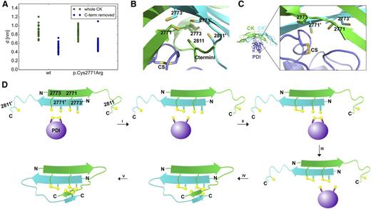 Figure 6. Implications of the VWF CK-PDI A-domain complex from protein–protein docking. (A) Minimum distance, d, between the PDI A domain catalytic site and the CK dimer cysteines involved in dimerization (sulfur–sulfur distances are shown). PDI was docked to either the wt or the hypothetical p.Cys2771Arg CK dimer. The complete dimer (green) or a truncated CK dimer (blue), lacking the C termini, was considered in each case (n = 25 for each set). (B) Typical conformation of the catalytic A domain of PDI (magenta) in complex with the wtCK dimer (monomers: green and cyan), recovered from docking. The cysteine side chains of CK and the catalytic site of PDI (CS) are shown in stick representation. CK termini prevent the CS from accessing the CK cysteines. (C) Structure of the typical docking conformation of PDI–wtCK complex (same colors and representations as in B) when the CK C-terminal amino acids were removed to mimic opening of C-termini. The PDI CS approaches the indicated CK cysteines. (D) Proposed mechanism of CK dimerization mediated by PDI.