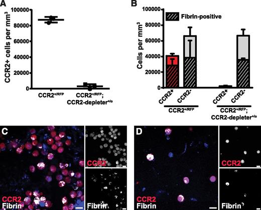 Figure 5. Depletion of CCR2-positive cells reduces endocytic fibrin uptake. CCR2+/RFP single-transgenic mice (N = 3) and CCR2+/RFP;CCR2-depleter+/0 bitransgenic littermates (N = 3), expressing the diphtheria toxin receptor selectively in CCR2-positive cells, were treated with diphtheria toxin and implanted with fluorescent fibrin. (A) Enumeration of CCR2-positive cells in fibrin implantation fields 24 hours after fibrin implantation. (B) Number of CCR2-positive (red bars) and CCR2-negative (gray bars, N = 3) cells 24 hours after implantation of fibrin into diphtheria toxin–treated CCR2+/RFP transgenic mice (left bars) and CCR2+/RFP;CCR2-depleter+/0 bitransgenic littermates (right bars, N = 3). Crosshatched bars embedded within red and gray bars show fraction of, respectively, CCR2-positive and CCR2-negative cells that endocytose fibrin. Data in panel A are shown as individual data points and as mean values with standard deviations. Significance was determined by Student t test (2 tailed). (C-D) Representative examples of implantation fields of diphtheria toxin–injected CCR2+/RFP single-transgenic mice (C) and CCR2+/RFP;CCR2-depleter+/0 bitransgenic littermates (D). Scale bars represent 10 μm.