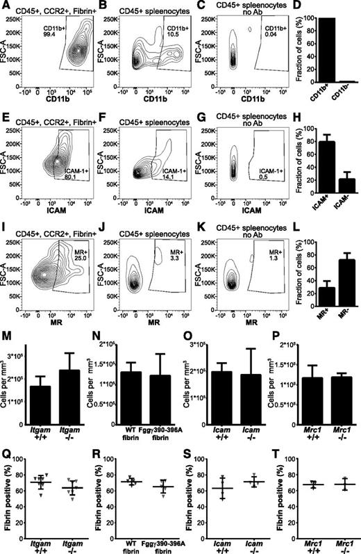 Figure 6. Effect of deletion of the candidate fibrin receptors αMβ2, ICAM-1, the principal myeloid integrin engagement site on fibrin, and the mannose receptor on endocytic fibrin uptake. (A-L) Expression of candidate fibrin-internalization receptors by CCR2-positive, fibrin-internalizing cells. (A,E,I) Representative examples of flow cytometry analysis of CD45-positive, CCR2-positive, fibrin-internalizing cells from fibrin-internalization zones stained with antibodies against CD11b (A), ICAM1 (E), and MR (I). (B,F,J) Representative examples of flow cytometry analysis of CD45-positive spleen cells stained with antibodies against CD11b (B), ICAM1 (F), and MR (J) as positive control. (C,G,K) Flow cytometry analysis of CD45-positive spleen cells with primary antibody omitted (negative control). Diagrams show intensity of staining vs forward scatter. Boxes show gate for positive signal with percentage of cell in gate indicated. (D,H,L) CD45-positive, CCR2-positive, fibrin-internalizing cells from fibrin internalization zones expressing CD11b (D, N = 3 mice), ICAM1 (H, N = 3 mice), and MR (L, N = 3 mice). Data are shown as mean with standard deviation. (M) Enumeration of cell accumulation in implantation zones from wild-type mice (left bars, N = 7 mice) and αMβ2-deficient Itgam−/− littermates (right bars, N = 6 mice). (N) Enumeration of cell accumulation in implantation zones from wild-type mice implanted with fibrin derived from wild-type mice (left bars, N = 5 mice) or with fibrin derived from Fgg390-396A littermates (right bars, N = 5 mice). (O) Enumeration of cell accumulation in implantation zones from wild-type mice (left bars, N = 4 mice) and ICAM1-deficient Icam−/− littermates (right bars, N = 4 mice). (P) Enumeration of cell accumulation in implantation zones from wild-type mice (left bars, N = 3 mice) and MR-deficient Mrc1−/− littermates (right bars, N = 3 mice). Data in panels M-P are shown as mean values and standard deviations. Significance was determined by Student t test (2 tailed). (Q) Enumeration of the fibrin-endocytosing fraction of cells in implantation zones from wild-type mice (left triangles) and αMβ2-deficient Itgam−/− littermates (right triangles). (R) Enumeration of the fibrin-endocytosing fraction of cells in implantation zones from wild-type mice implanted with fibrin derived from wild-type mice (left triangles) or with fibrin derived from Fgg390-396A littermates (right triangles). (S) Enumeration of the fibrin-endocytosing fraction of cells in implantation zones from wild-type mice (left triangles) and ICAM1-deficient Icam−/− littermates (right triangles). (T) Enumeration of the fibrin-endocytosing fraction of cells in implantation zones from wild-type mice (left triangles) and MR-deficient Mrc1−/− littermates (right triangles). Data in panels Q-T are shown as individual values for each mouse, as well as mean values and standard deviations. Significance was determined by Student t test (2 tailed).