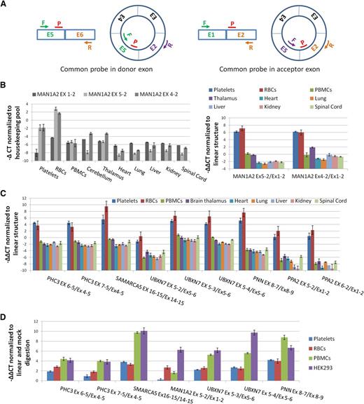 Figure 3. Confirmation of circRNA abundance and resistance to RNAse R. (A) Schema of qPCR assays using an E5-E2 circRNA as an example. All assays use a common reporter probe and use either an exon downstream of the circRNA to assay linear expression (probe in donor exon) or an exon upstream (probe in acceptor exon). (B) (Left) Expression levels (−∆CT values) of linear (Ex1-2) and circular (Ex5-2 and Ex4-2) MAN1A2 transcripts relative to housekeeping pool. (Right) Expression levels of circRNAs relative to linear RNAs from the same loci normalized to housekeeping pool (−∆∆CT values). (C) Expression of 9 circRNAs relative to linear forms from the same loci, normalized to housekeeping pool (−∆∆CT values). (D) Change in CT values of circRNAs relative to linear forms from the same loci in RNAse R digested RNAs, normalized to mock digested RNAs (−∆∆CT values). Templates, circRNAs, and linear forms assayed are indicated.
