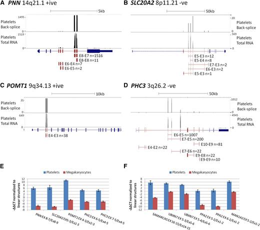 Figure 5. circRNA enrichment occurs in platelets but not megakaryocytes. (A-D) Adapted University of California Santa Cruz screen shots for 4 genes with extreme circRNA enrichment in platelets. Each panel shows RNAseq read abundance in a single platelet total RNA sample (F1), together with the position and abundance of back-splice exon junctions in the same sample. The intron-exon structure is shown below, with exons known to contribute to circRNAs shown in red. CircRNA structures present in the sample together with back-splice frequencies are also shown (for PHC3, only structures with ≥10 back-splice reads are shown). Above each panel, the gene names, cytogenetic locations, coding strand, and scale in kilobases are indicated. (E-F) Expression levels of circRNAs relative to linear RNAs from the same loci in platelets and cultured megakaryocytes, normalized to the housekeeping pool (−∆∆CT values).