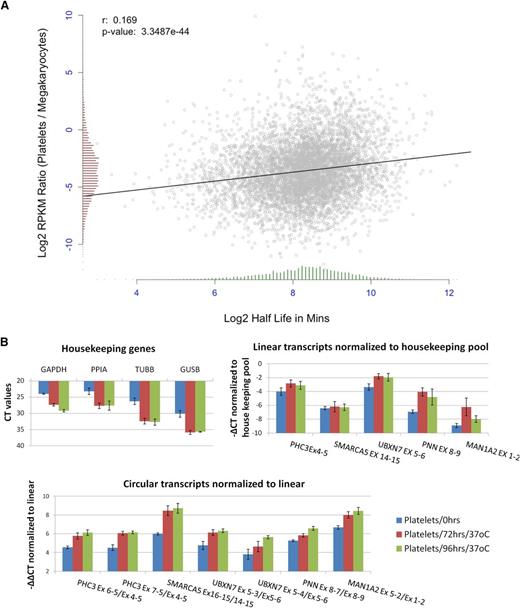 Figure 6. Degradation of platelet RNA. (A) Correlation of the change in gene expression between megakaryocte polyA+ RNA and platelet polyA+ RNA (y-axis), and mRNA half-life estimates (x-axis). Distributions of both are shown as histograms on each axis. (B) qPCR analysis of differential decay of linear and circRNAs in platelets following incubation at 37°C for 0, 72, and 96 hours. Data from 3 biological replicates are shown. (Top left) Expression levels of housekeeping genes (CT values). (Top right) Expression levels of linear structures from 5 circRNA-producing genes relative to the housekeeping pool (−∆CT values). (Bottom) Expression levels of 7 circRNAs relative to linear transcripts from the same loci, both normalized to the housekeeping pool (−∆∆CT values).