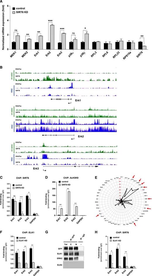 Figure 3. SIRT6 destabilizes MAPK pathway by deacetylating Histone H3 lysine9 and ELK1 targeting in MM cells. (A) Real-time PCR analysis of MEK/ERK-signaling–related genes in wild-type (WT) and SIRT6-silenced MM cells. *P = .02, ** 0.0062 < P < .0018, ***0.007 < P < .005 (Student t test). (B) ChIP-seq binding density for H3K27ac and SIRT6 at the promoter of indicated genes in K562 cells (blue) and human H1-ES cells (green). (C-D) ChIP analyses to detect SIRT6 binding (C) and H3K9 acetylation (D) at the promoter of indicated genes, performed with SIRT6 or AcH3K9-specific antibody and immunoglobulin G (IgG) control, in SIRT6-WT and SIRT6-KD MM.1S cells. The binding of SIRT6 and AcH3K9 at promoters is shown relative to background with IgG control antibody. Data are presented as mean values ± SD of triplicates. Student t test was applied to calculate the P value: ns, not significant; *P = .001; ** 0.0006 < P < .0004; *** P = .0005. (E) Radar chart displays fold-change values of the TF activation profile in SIRT6-KD and SIRT6-WT MM.1S cells. TFIID was used as loading control. (F) ChIP quantitative polymerase chain reaction analysis of control or ELK1-KD MM1S cells. ELK1 immunoprecipitates (IPs) were measured relative to control (IgG) (mean values ± SD of triplicate experiments). GAPDH, which is bound by neither SIRT6 nor ELK1, was a negative control. *P = .04; ** 0.007 < P < .001. (G) SIRT6 binding to ELK1 and ERK2, shown by western blots of GFP-tagged SIRT6 or control IgG antibody IPs from MM.1S cells. C, cytoplasmic fraction; N, nuclear fraction; Tot, total. (H) SIRT6 occupancy at promoters of target genes in ELK1-KD versus ELK1-WT MM.1S cells determined by ChIP (mean values ± SD of triplicates). *P = .04, **.007 < P < .002 (Student t test).