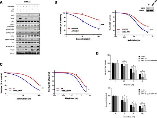 Figure 4. SIRT6 depletion/inhibition sensitizes MM cells to genotoxic agents. (A) MM.1S cells inducibly expressing shRNA targeting SIRT6 were grown with or without doxycycline, and then treated with vehicle, doxorubicin (Doxo; 1 μM) or melphalan (mel; 100 μM) for 1 hour prior to the preparation of lysates and analyzed by western blotting. Representative immunoblots (n = 3) for the indicated proteins in MM cells are shown. (B) Survival curves of NCI-H929 cells transfected with scramble or SIRT6-targeting shRNA and then treated with doxorubicin or melphalan for 48 hours. Western blot shows SIRT6-KD 4 days after viral transduction (insert). (C) Survival curves of the NCI-H929 cell line treated with DMSO or OSSL_126167 (200 μM) and increasing concentration of doxorubicin (10-100 nM) or melphalan (0.3-3 μM). (D) MM.1S cells stably expressing shRNA-targeting SIRT6 were transduced with pLOC carrying SIRT6 open reading frame sequence to rescue shRNA phenotype. Next, doxorubicin (10-100 nM) and melphalan (0.3-3 μM) activities were measured. (B-D) All data are shown as the mean values ± SD of triplicates (1 representative experiment performed in triplicate). ns, not significant, **0.009 < P < .001, ****P < .0001 (Student t test). ctr, control.