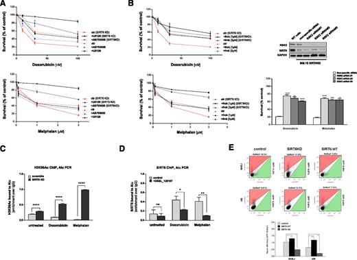 Figure 5. SIRT6 plays multiple roles in the DDR of MM cells. (A) Cell viability assays of control and SIRT6KD MM cells following DDA treatment, with or without U0126 (10µM) or AS703026 (100 µM). Viable fraction is expressed as a percentage of the viability values obtained for the respective untreated conditions. (B) Survival curves of control and SIRT6-KD MM.1S cells upon DDAs treatment in the presence or absence of the specific RSK inhibitor fmk (1-3 μM). Results represent 3 experiments; error bars denote SD. Survival histogram of MM.1S SIRT6KD cells transfected with nontargeting (ctr) or RSK2-targeting siRNAs (3 individual clones) and treated for 48 hours with doxorubicin (100 nM) or melphalan (3 μM) (right). Survival fraction is expressed as percentage of the viability values obtained for the respective untreated conditions (mean ± SD). **0.003 < P < .001, ***P = .0009, ****0.0008 < P < .0001; ns, not significant (Student t test). Representative western blot (n = 3) shows RSK2 silencing 72 hours after transfection of MM.1S SIRT6-KD cells with 3 individual siRNAs targeting RSK2 (top). (C) ChIP analysis using a SIRT6-specific antibody to detect SIRT6 recruitment at Alu sequences after DNA damage triggered by doxorubicin (1 μM) or melphalan (100 μM), with or without pretreatment with OSS_128167 (200 μM). Occupancy at Alu sites is shown relative to background signal with IgG control antibody. n = 3 independent experiments. Data are presented as the mean ± SD. *P = .01, **P = .003 (Student t test) (D) ChIP analysis to detect H3K56 acetylation at DNA damage sites in SIRT6-WT and SIRT6-KD MM cells upon genotoxic stress. Antibody to acetylated H3K56 was used, and levels are shown relative to the background signal with IgG control antibody. n = 4 independent experiments. Data are presented as the mean ± SD. ****P < .0001 (unpaired t test). (E) Effect of SIRT6 depletion and overexpression on NHEJ and HR mechanisms. MM1S-overexpressing SIRT6-WT or SIRT6-depleted cells, as well as control cells, were cotransfected with NHEJ or HR reporter constructs and DsRed-encoding plasmids. The number of GFP+ and DsRed+ cells was determined by flow cytometry 72 hours later. The ratio of GFP+ to DsRed+ cells was used as a measure of repair efficiency. Representative fluorescence-activated cell sorter traces are shown (top). Data are shown as the mean values ± SD of triplicates. *0.03 < P < .02, **0.004 < P < .001 (Student t test). PCR, polymerase chain reaction.