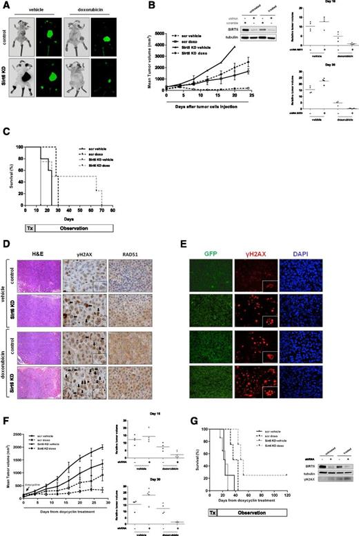 Figure 6. SIRT6 inhibition sensitizes MM cells to doxorubicin treatment in vivo. (A) Whole-body imaging of CB17-SCID mice bearing GFP-expressing NCI-H929 scramble (scr) or SIRT6-KD stably transduced cells treated with vehicle or doxorubicin. (B) Growth of NCI-H929 control and SIRT6-depleted xenografts in mice treated with vehicle or doxorubicin (doxo) (P = .011 and P = .013, respectively). Data are mean tumor volume ± SD. SIRT6 was measured by western blot in representative tumors harvested from mice on day 30. Mean RTV ± SEM (n = 4) for mice treated in panel A on days 16 and 30 is expressed compared with tumor volumes on day 1 (insert). (C) Kaplan-Meier analysis showing median survival times of mice bearing tumors with or without SIRT6, before and after treatment with vehicle or doxorubicin. (D) Immunohistochemical analysis for hematoxylin and eosin (H&E), γH2AX, and RAD51 focus formation in control and SIRT6-KD NCI-H929 xenografts harvested from mice treated with either vehicle or doxorubicin. Black arrows indicate γH2AX nuclear foci. (E) Tumor sections from treated and untreated mice were subjected to immunostaining with anti-GFP and anti-γH2AX. Nuclear staining was performed with DAPI. For panels, Original magnification ×20 (D-E) (×40 in insets). (F) Mean tumor growth assessments showed smaller tumor sizes in mice with SIRT6-KD xenografts than in other groups (left). RTV for mice treated on days 16 and 30 (right). (G) Kaplan-Meier survival plot showing median survival of mice bearing conditional SIRT6-KD xenografts with doxycycline diet and treated with vehicle or doxorubicin (left). Western blot of harvested tumors confirms SIRT6 silencing in doxycycline-fed mice, as well as increased γH2AX after treatment (right). Tx, therapy.