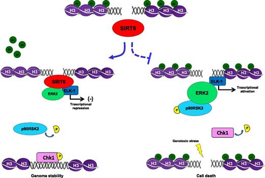 Figure 7. Proposed model. SIRT6 binds DNA damage sites, recruits and blocks MAPK signaling, including RSK2. As a result, Chk1 is phosphorylated at Ser317 and maintains genome integrity by repairing DNA injuries. In contrast, inhibiting SIRT6 activity results in hyperactivation of MEK/ERK signaling (by H3K9 acetylation and ELK1-mediated activity), which in turn results in RSK2-mediated Chk1 blockade (which is phosphorylated at Ser280) and ATR/CHK1 signaling impairment. In such a scenario of SIRT6 depletion, G2 DNA damage checkpoint impairment results in enhanced lethality of genotoxic stress.