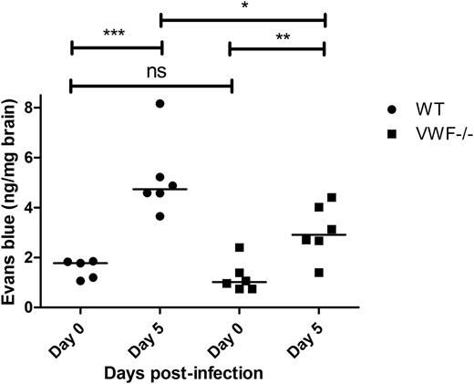 Figure 5. ECM-induced BBB permeability is attenuated in VWF-deficient mice. BBB permeability was assessed following a lateral tail vein infusion of Evans blue dye. Because Evan’s blue binds to murine albumin, it does not normally cross an intact BBB. Before P berghei inoculation (day 0), baseline BBB permeability was determined in WT C57BL/6J mice (black circles; n = 5) and compared with that of VWF−/− mice (blue squares; n = 6). Subsequently, BBB permeability was then reassessed in WT C57BL/6J mice (black circles; n = 6) and VWF−/− mice (blue squares; n = 6) at day +5 following P berghei infection. NS, not significant.