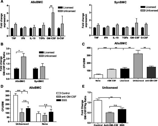 Figure 2. Unlicensed U-NK cells promote allogeneic BMC engraftment through increased GM-CSF production that requires MHCI interaction and consequent SHP-1 phosphorylation. Twenty-four hours after coculture of irradiated allo- or synBMC cells with activated sorted B6 licensed and unlicensed NK cells, adherent NK cells were collected and RT-PCR–assessed. (A) Fold change of cytokine expression is shown for licensed and unlicensed NK cells that were exposure to irradiated allo- or synBMCs. Data are represented as fold change mRNA expression of L-NK data. (B) Fold change ratio between GM-CSF and IFNg is shown. To study engraftment, BMCs were collected after 24 hours of culture with NK cells, and CFU-c per BM was determined. (C) Blockade of GM-CSF with anti–GM-CSF prevents the unlicensed NK cell–dependent engraftment. (D) Inhibition of SHP-1 with SSG prevents alloBMC engraftment Ly49G2+ NK cell–dependent to a similar extent than GM-CSF blockade measured by CFU-c/BM. (E) Fold change of GM-CSF:IFNg ratio is shown for unlicensed NK cells exposed to allogeneic BMCs after GM-CSF blockade and SHP-1 inhibition. Data are representative of at least 2 experiments with n = 3 (mean ± SEM). One-way analysis of variance was used to assess significance (*P < .05, **P < .01, ***P < .001; n.d., not detected, n.s., not significant).