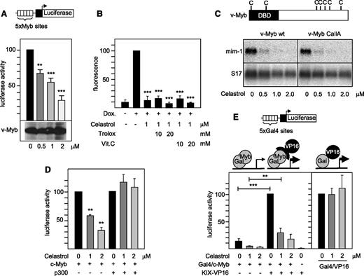 Figure 2. Celastrol disrupts the cooperation of Myb with the coactivator p300. (A) QT6 fibroblasts were cotransfected with the Myb-inducible luciferase reporter gene pGL4-5xMRE(GG)-Myc (containing a cluster of high-affinity Myb binding sites), the β-galactosidase expression vector pCMVβ, and an expression vector for v-Myb. The cells were incubated for 12 hours with the indicated concentrations of Celastrol and then analyzed for luciferase and β-galactosidase activities. The columns show the average luciferase activity normalized to the β-galactosidase activity. Thin lines show standard deviations. v-Myb expression was visualized by western blotting (bottom). (B) HD11-C3-GFP1 cells grown for 12 hours in the presence or absence of doxycycline and the indicated concentrations of Celastrol, Trolox, or vitamin (vit.) C were analyzed by fluorescence microscopy. The fluorescence of cells only treated with doxycycline was set to 100%. (C) The positions of cysteine residues in v-Myb are shown schematically at the top. HD11 cells transfected with expression vectors for wild-type (wt) or the CallA mutant of v-Myb were treated for 24 hours with the indicated concentrations of Celastrol and analyzed by northern blotting for expression of the endogenous mim-1 and S17 mRNAs. (D) QT6 fibroblasts were transfected and analyzed as in (A), except that expression vectors for c-Myb and p300 were used. (E) QT6 fibroblasts were transfected with the Gal4-dependent reporter gene pG5E4-38luc, pCMVβ, and expression vectors for Gal4/Myb and KIX-VP19, as indicated. The transfected cells were incubated for 12 hours with or without Celastrol followed by analysis of reporter gene activities. The columns show the average luciferase activity normalized against the β-galactosidase activity. The luciferase activity in the Gal4/Myb and KIX-VP16 transfected cells was set to 100%. Asterisks indicate statistical significance (**P < .01, ***P < .001, Student t test).