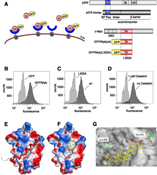 Figure 3. Celastrol inhibits the Myb-KIX interaction. (A) The principle of bacterial autodisplay is shown on the left. A recombinant autotransporter in the outer membrane (o.m.) of E coli exposes the KIX (blue) domain on the bacterial surface, where it can bind a soluble Myb-GFP fusion protein. The domain structures of p300, the KIX-AIDA-I autotransporter, Myb, and the bacterial eGFP/Myb protein are shown on the right. DBD and TA, DNA-binding and transactivation domains of Myb; KIX, Br, HAT, and E1A refer to the KIX-, bromo-, and histone acetyltransferase domains and the E1A binding region of p300, respectively; SP, signal peptide; PAS passenger, linker, and β-barrel, the functional domains of the autotransporter. Binding experiments using bacteria expressing the KIX domain on the surface. Bacteria were incubated with eGFP/Myb or with eGFP (B), with wild-type or L302A mutant eGFP/Myb fusion proteins (C), or with wild-type eGFP/Myb fusion protein in the absence or presence of 1 μM Celastrol (D). Molecular docking studies. (E) The position of the LXXLL containing α-helix of Myb in the Myb-KIX complex is shown schematically. (F) The docking of Celastrol to the same surface of the KIX domain. The colors indicate the electrostatic potential of the binding surface (blue, positive; red, negative). (G) The interactions between Celastrol and Lys-568 and Glu-645 are highlighted.