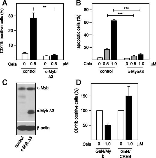 Figure 5. Effect of ectopic c-Myb expression on Celastrol-induced differentiation apoptosis of HL60 cells. (A) HL60 cells infected by a control lentivirus or a lentivirus encoding c-MybΔ3 were treated for 2 days with 0.5 μM Celastrol. Columns indicate the percentage of CD11b-positive cells. (B) Lentivirally infected HL60 cells were treated for 24 hours with the indicated concentration of Celastrol and analyzed for staining with Annexin V. The columns indicate the percentage of apoptotic cells. Asterisks indicate statistical significance (**P < .01, ***P < .001, Student t test). (C) Western blot analysis of total cell extracts of the cells with antibodies against Myb and β-actin. c-Myb refers to the endogenous protein. (D) QT6 cells were transfected with the Gal4-dependent reporter gene pG5E4-38luc, pCMVβ, and expression vectors for Gal4/Myb and Gal/CREB, as indicated. The transfected cells were incubated for 12 hours with or without Celastrol followed by analysis of reporter gene activities. Gal/CREB transfected cells were additionally incubated with 10 μM forskolin. The columns show the average luciferase activity normalized against the β-galactosidase activity. The luciferase activity in the absence of Celastrol was set to 100%.