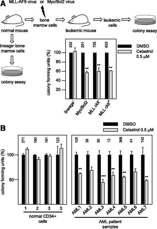 Figure 6. Impact of Celastrol on the proliferation of primary AML cells and normal hematopoietic progenitors. (A) Effect of Celastrol in mouse models of AML. As outlined schematically at the top and on the left, lineage-negative cells from the bone marrow of healthy mice and primary leukemic blasts from mice were subjected to colony formation assays in the absence or presence of 0.5 μM Celastrol. Leukemias were generated by transduction of progenitor cells with Myc/Bcl2 or MLL/AF9 retroviruses. MLL/AF9-derived leukemic blasts were sorted into c-Kit–negative (bulk blast cells) and c-Kit–positive cells (leukemic stem cells) before colony formation assays were performed. Equal numbers of cells were plated with DMSO (black bars) or with Celastrol (gray bars) in each case. Columns show the relative colony number, normalized to the colony number of the DMSO control. Asterisks indicate statistical significance (**P < .01, Student t test). (B) Influence of Celastrol on primary human cells. Colony formation assay of 4 batches of CD34+ hematopoietic progenitor cells from healthy donors and leukemic blasts from 7 different AML patients. Equal numbers of cells were plated in the absence (black bars) or presence (gray bars) of 0.5 μM Celastrol. Bars show colony numbers as percent of DMSO-treated controls. The numbers above the black bars indicate the average colony number for each control sample.