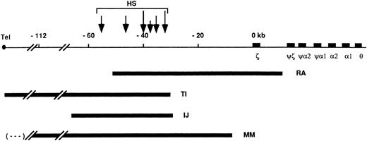 Figure 1. Deletions 5′ to the α-globin gene cluster associated with α-thalassemia. A map of the human α-globin gene cluster and 5′ flanking region is shown on the first line with genes and coordinates as defined above. The positions of the DNase l hypersensitive sites (HS) are shown by the vertical arrows with the size of the arrow proportionate to the degree of sensitivity. The telomere of chromosome 16q is shown at the extreme left of the diagram (Tel). Below the map are the 4 described deletions covering the HS region and associated with α-thalassemia. The dark bars represent the regions deleted in each case with (- - - - -) denoting undefined extent. The 4 deletions are RA, TI, IJ, and MM (present report). Reprinted from Romao et al12 with permission.