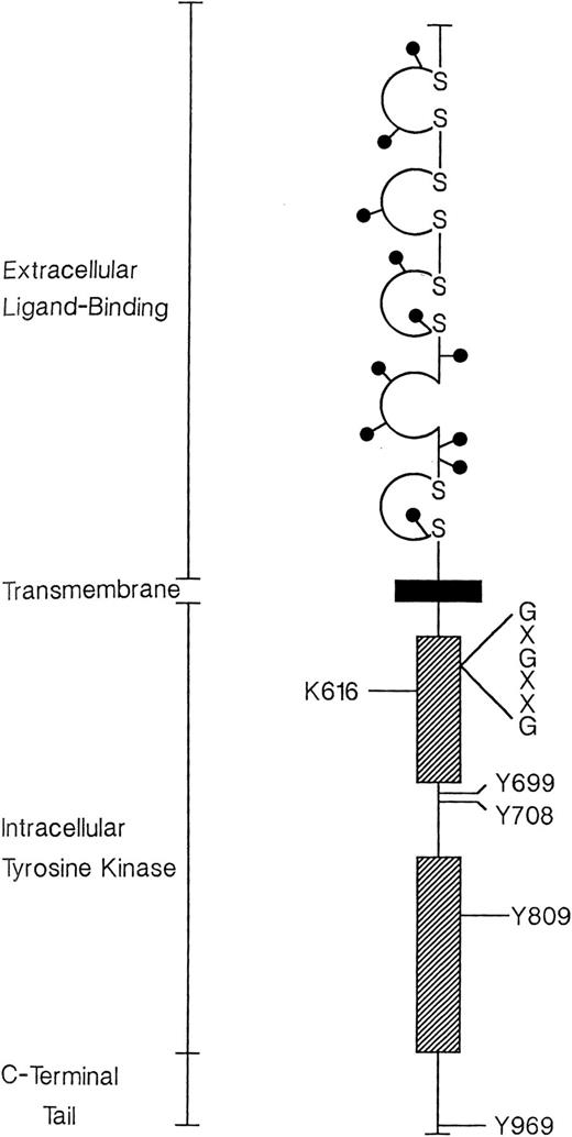 Figure 2. Predicted structure of human CSF-1R. The extracellular ligand-binding portion is organized into 5 immunoglobulin-like domains, 4 of which are stabilized by disulfide bonds (S-S). All such domains are homologous to sequences of the C2-SET. Positions of asparagine-linked oligosaccharide chains are indicated (0). The intracellular kinase domain (stippled bars) is interrupted by spacer sequences containing 2 predicted sites of receptor phosphorylation at tyrosines (Y) 699 and 708. A third phosphorylation site (Y809) occurs in the distal core consensus sequences. The membrane-proximal kinase segment includes a glycine-rich signature sequence (G-X-G-X-X-G) characteristic of kinases in general. This is followed by the ATP-binding site at lysine (K) 616. The C-terminal tail contains a single tyrosine residue (Y969) whose removal upregulates receptor kinase activity. The data are taken from a previously reported human c-fms complementary DNA sequence. Unpublished information regarding sites of phosphorylation within the murine receptor was provided by Drs P. Tapley, A. Kazlauskas, and L. R. Rohrschneider and was aligned with the human amino acid sequence. Reprinted from Sherr18 with permission.