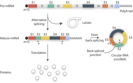 circRNA is a new member of the platelet transcriptome. circRNA species primarily use canonical splice sites and may be amplified by reverse transcriptase polymerase chain reaction using pairs of oligonucleotides (F+R) designed to be divergent on the linear messenger RNA (mRNA) species, but convergent on circRNAs. The existence of lariats in platelets remains to be confirmed. E, exon; F, forward; I, intron; m7G, 7-methylguanylate cap; R, reverse. Professional illustration by Somersault18:24.