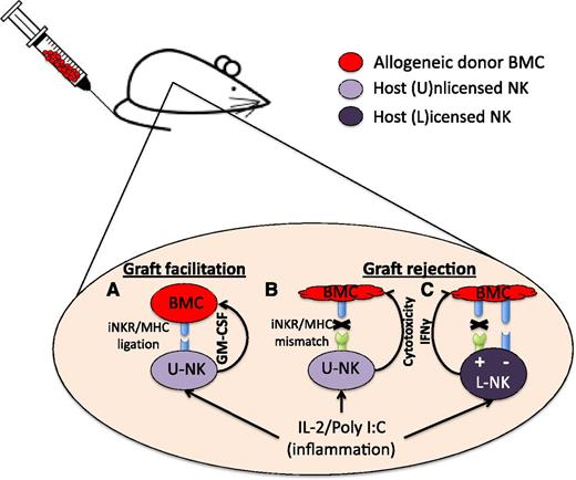 In the mouse allogeneic transplant setting, inflammatory cytokines prime NK cells to enhance their function so that U-NK cells containing inhibitory receptors matching cognate MHCI ligand in the graft secrete GM-CSF, which facilitates donor cell engraftment (A). U-NK cells whose inhibitory receptors do not recognize MHCI ligands on the graft (thus mismatched) drive graft rejection when previously primed (B). L-NK cells not encountering cognate MHCI ligands (missing self) mediate graft rejection (+), whereas tolerance (−) results if L-NK cells encounter cognate MHCI ligands (C). BMC, bone marrow cell; IFNγ, interferon-γ; IL-2, interleukin-2; iNKR, inhibitory NK cell receptor.