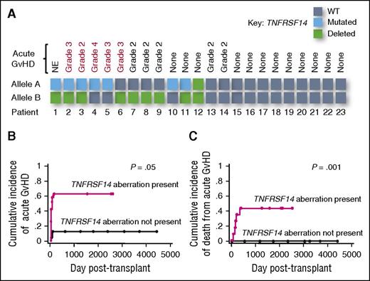 Figure 5. TNFRSF14 aberrations in FL are associated with severe acute GVHD after AHSCT. (A) Schematic representation denoting TNFRSF14 status of purified FL B cells from lymph node biopsies from patients prior to allogeneic transplantation and occurrence of clinically significant acute GVHD (grades 2-4). Red text denotes patients whose acute GVHD was refractory to steroid therapy. (B) Cumulative incidence analysis of acute GVHD (grades 2-4) after allogeneic transplantation in FL patients with relapse/progression of lymphoma and death from other causes as competing risks. P value is for the Gray test. (C) Cumulative incidence analysis of death from acute GVHD (grades 2-4) after allogeneic transplantation in FL patients with relapse/progression of lymphoma and death from other causes as competing risks. P value is for the Gray test. NE, not evaluable.