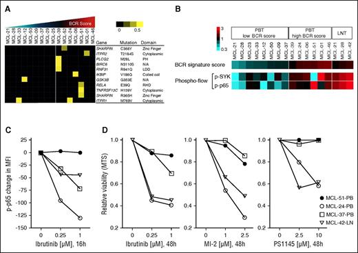 Figure 6. Mutations in signal transduction components, BCR signaling, and sensitivity to BTK inhibition. (A) Nonsynonymous mutations predicted to have a significant effect on the protein by at least 2 software programs were considered “relevant mutations.” Sixteen leukemic MCL samples were subject to RNA sequencing. A set of 137 genes representing the BCR and NF-κB (canonical and alternative) pathways (supplemental Table 4) was tested for point mutations using the following filters: minimum number of reads: 8; minimum percent of mutated reads: 20; duplicate reads excluded; synonymous mutations and mutations listed in the SNP137 database excluded. Samples are displayed according to their ascending BCR signature score and divided in 2 groups: (1) BCR-low, n = 9; and (2) BCR-high, n = 7, based on the BCR score mean. Allele frequency is median-centered and scaled as indicated. Each column represents a patient sample and each row represents a gene. (B) The BCR signature score, and the levels of p-p65 and p-SYK (expressed as log2 of the percent positive cells among CD5+/CD19+-gated cells) were median-centered and displayed according to the color scale. Each column represents a patient’s sample. Leukemic samples are arranged according to their BCR signature score. Suspension cells obtained from LN are shown on the far right for comparison (LNT). (C) Change in p-p65 MFI of 4 samples after exposure to ibrutinib, tested by flow cytometry. Each data point represents the mean of duplicates from 2 separate experiments. (D) MTS assay of samples as in (C) tested in triplicate against increasing concentrations of ibrutinib, the MALT1 inhibitor MI-2, and the IKK inhibitor PS1145 for 48 hours.
