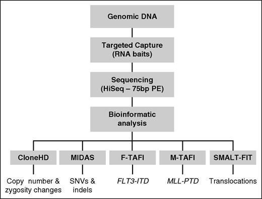 Figure 1. Outline of the Karyogene workflow. Genomic DNA was processed to capture target loci using RNA baits and sequenced on a HiSeq 2000 sequencer as described in “Methods.” Sequencing data were mapped to the genome and analyzed through the indicated software to detect the corresponding types of mutations. The bait design underpinning these is described in supplemental Figure 1. HD, high definition; PE, paired-end.