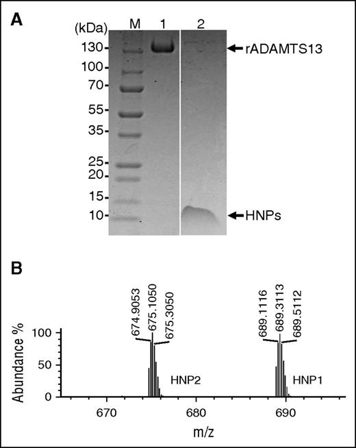 Figure 1. Characterization of purified rADAMTS13 and native HNPs. (A) Fifteen percent SDS-polyacrylamide gel electrophoresis demonstrates the purity of rADAMTS13 (2 µg per lane; lane 1) and purified native HNPs (2.0 µg per lane; lane 2) under denaturing but nonreducing conditions. (B) Mass spectrometric analysis demonstrates the relative abundance of HNP1 (m/z, 689.3113) and HNP2 (m/z, 675.3050) in the preparations. No peaks for HNP3 and HNP4 were seen. M, prestained molecular marker.