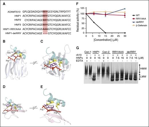Figure 3. Amino acid sequences of HNPs and the inhibitory activity of HNP1 and its mutants on proteolysis of rF-VWF73 and VWF by ADAMTS13. (A) Sequence alignment of a part of the ADAMTS13 spacer domain (G647-T669) with HNP1, HNP2, HNP3, and its mutants (HNP1-delRRY and HNP1-RRY/AAA). Highlighted in orange is the RRY motif. (B-C) The interactions between ADAMTS13-spacer and VWF-A2 fragment. Residues of Glu1660 and Asp1663 of VWF are shown as yellow sticks (PDB 3GXB). The spacer domain of ADAMTS13 is shown in silver (PDB 3GHM), with RRY shown as sticks. Arg659, Arg660, and Tyr661 appear to interact with Glu1660 and Asp1663 (dashed lines). (D-E) The interactions between HNPs1-3 and VWF73. Arg14, Arg15, and Tyr16 in HNP1-3 appear to interact with the same site (Glu1660 and Asp1663) on VWF73 where ADAMTS13 binds (dashed line). (F) The inhibitory activity of HNP1 (WT), HNP1-delRRY, HNP1-RRY/AAA, and β-defensin (0-30 µM) on proteolytic cleavage of rF-VWF73 (2 µM) by rADAMTS13 (10 nM). (G) The inhibition of HNP1, HNP1-RRY/AAA, and HNP1-delRRY or buffer controls (Con-1 and Con-2) on proteolytic cleavage of multimeric VWF (10 µg/mL) by rADAMTS13 (10 nM). Plus (+) and minus (−) signs indicate the presence and absence of the component, respectively. HMW and LMW, separated by a dashed line, represent the high and molecular weights of VWF multimers, respectively.