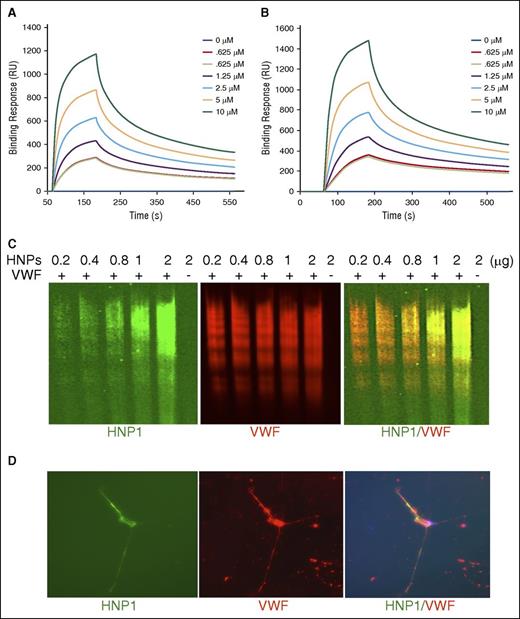 Figure 4. Native HNPs bind to GST-VWF73-H, soluble VWF, and ultra-largeVWF on endothelial cells under flow. Purified native HNPs (0-6 µM) were flown on a CM5 surface covalently immobilized with purified recombinant GST-VWF73-H peptide (A) and multimeric VWF (B) under the flow rate of 20 µL per minute for 10 minutes. The bound HNPs are demonstrated by the increase in response units (RU) as a function of time. The representative curves of 3 independent experiments are shown. The dissociation constants KD (s) were determined by fitting the sensorgrams using the 1:1 Langmuir interaction model. (C) Purified native HNPs (0.2, 0.4, 0.8, 1.0, and 2.0 µg per lane) were incubated with purified plasma VWF (10 µg per lane) for 30 minutes. HNPs bound to VWF multimers were detected by western blotting with mouse anti-HNP1-3 IgG (green, on the left), followed by Alexa Fluor 488–conjugated anti-mouse IgG after electrophoresis with 1% agarose gel. VWF multimers were detected on the same membrane by incubation with rabbit anti-human VWF IgG (red, in the middle), followed by Alexa Fluor 594–conjugated anti-rabbit IgG (red). The merged image (HNP1/VWF) is shown on the right. (D) Alexa Fluor 488–conjugated native HNPs (green, on the left) (1 µg/mL) were incubated with cultured HUVECs on a BioFlux microfluidic channel after stimulation with histamine (100 µM) for 2 minutes under flow (5 dyne/cm2). The fluorescent images were obtained after fixation of HUVECs with 4% paraformaldehyde in PBS and stained with Alexa Fluor 594–conjugated rabbit anti-VWF IgG (1:1000) (red, in the middle). The merged image (HNP1/ULVWF) is shown on the right.