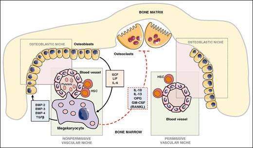 Figure 3. Role of MKs in bone remodeling and metastatic niches. Functional osteoblastic and vascular/hematopoietic niches are required for successful establishment of bone metastases.74 MKs and hematopoietic stem cells are located in the vascular niche. MKs control bone mass through the secretion of bone formation factors (BMP-2, −3, −4, TGF-β) and production of mostly inhibitors of osteoclast function (OPG, IL-10, IL-13, GM-CSF).65 In turn, osteoblasts secrete a series of cytokines that control hematopoiesis (stem cell factor, LIF, IL-6) and MK proliferation and differentiation.64 In a bone metastasis animal model, MKs inhibited skeletal destruction and induced apoptosis of prostate cancer cells,67 suggesting that the presence or absence of MKs might convert the vascular/osteoblastic niche from a nonpermissive to a permissive environment for successful establishment of metastases. Figure was generated using the database of images from Servier Medical Art from Servier (http://creativecommons.org/licenses/by/3.0/fr/).