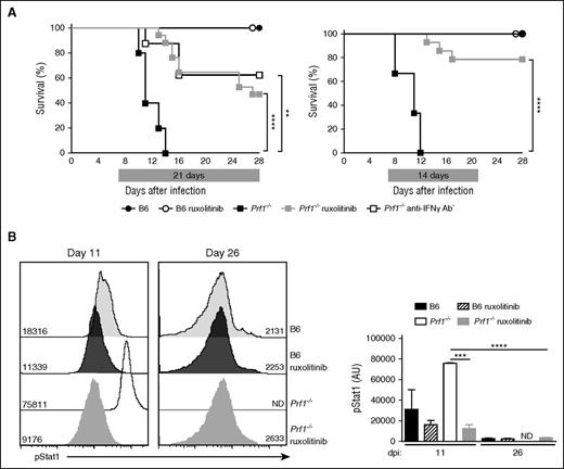 Figure 1. Ruxolitinib therapy improves the survival of infected Prf1−/− mice and suppresses STAT1 activation in vivo. (A) Control (B6) and perforin-deficient (Prf1−/−) mice infected with LCMV on day 0 were treated with either JAK1/2 inhibitor (ruxolitinib) or vehicle solution alone from day 7 to day 28 (21 days treatment; left) or from day 7 to day 21 (14 days treatment; right). A group of Prf1−/− mice was treated with anti-IFNγ antibody given every third day from day 7 until day 16. Data (mean ± SEM) are representative of 3 to 4 independent experiments with at least 3 mice in each group. **P < .005; ****P < .0001. Survival was analyzed with a log-rank test (Mantel-Cox) (n = 5-17). (B, left) Representative fluorescence-activated cell sorter analysis of pStat1 levels in the blood MNCs from control (B6) and Prf1−/− mice treated with ruxolitinib or not and analyzed at 2 different times. (Right) Quantification of mean fluorescence intensity of pStat1 in the blood MNCs from control and Prf1−/− mice treated with ruxolitinib or not at the day postinfection indicated. At each point, measurement was performed 1 hour after gavage with ruxolitinib. ND, not determined for nontreated Prf1−/− mice that do not survive. Data (mean ± SD) represent 3 to 4 mice in each group. ***P < .001; ****P < .0001.