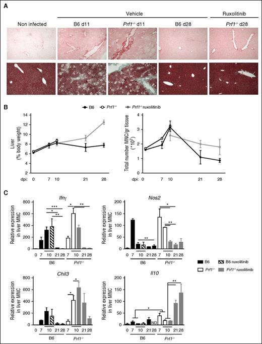 Figure 5. LCMV-induced liver damage shows distinct phases of fibrosis and resolution improved by ruxolitinib therapy. (A) Histological analysis of hepatic fibrosis using PicroSirius red staining (upper) and Masson’s Trichome (lower) from nontreated control mice (B6) (days 11 and 28) and Prf1−/− mice either nontreated (day 11) or treated with ruxolitinib and analyzed at day 28 postinfection. One representative of at least 5 randomly chosen fields is shown. (B, left) Liver size and (right) absolute number of MNCs in the liver of control (B6) and Prf1−/− mice nontreated or treated for 14 days from day 7 postinfection. (C) Relative expression of Ifnγ, Nos2, Chil3, and Il10 in liver MNCs obtained before or after LCMV infection in control (B6) and Prf1−/− mice either nontreated or treated with ruxolitinib. Data (mean ± SEM) are representative of 2 independent experiments with at least 3 mice in each group. *P < .05; **P < .005; ***P < .001.