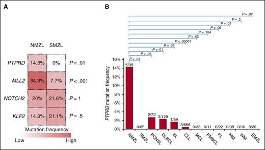 Figure 4. PTPRD mutations are enriched in NMZL among mature B-cell tumors. (A) The heatmap represents the frequency of mutations in the top genes that are affected in at least 15% cases of NMZL and/or SMZL. P values from the comparison of the mutation frequency in NMZL vs SMZL by Bonferroni corrected Fisher exact test. (B). Prevalence of nonsynonymous PTPRD mutations among mature B-cell tumors (NMZL, nodal marginal zone lymphoma, data from this study; SMZL, splenic marginal zone lymphoma, data from this study and others5,6,7,9; DLBCL, diffuse large B-cell lymphoma, data from various studies22,37,45,47; BL, Burkitt lymphoma, data from various studies40,41; CLL, chronic lymphocytic leukemia, data from various studies38,39,44,49; MCL, mantle cell lymphoma, data from Beà et al43; PMBCL, primary mediastinal large B-cell lymphoma, data from Gunawardana et al15; FL, follicular lymphoma, data from various studies37,48; MM, multiple myeloma, data from Chapman et al36; WM, Waldenström macroglobulinemia, data from various studies42,46; EMZL, extranodal marginal zone lymphoma, data from this study; PCNSL primary central nervous system lymphoma, data from various studies52-55).