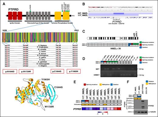 Figure 5. PTPRD mutations in NMZL. (A) Schematic diagram of the PTPRD protein with its key functional domains (top). Color-coded symbols indicate the type and position of the mutations on the PTPRD protein (green, missense mutations; red, splicing site mutation). Multiple alignment of the PTPRD phosphatase domain amino acid sequences with the 11 orthologous PTPRD proteins. Conserved amino acids affected by mutations are color coded in red. Representation of the 3D structure of the PTPRD phosphatase domain mutations (bottom). The structural view of the PTPRD phosphatase domain was generated in DeepView-Swiss-PdbViewer (http://spdbv.vital-it.ch/) using the coordinates of the crystal structure of the PTPRS phosphatase domain (99% identity with PTPRD) (PDB 2fh7). Residues targeted by somatic mutations in NMZL are highlighted. (B) Graphic representation of segmentation data from 2 NMZL cases harboring PTPRD copy number losses visualized with Integrative Genomics Viewer (IGV) software. Each track represents one sample, where blue indicates region of a copy number loss. Individual genes in the region are aligned in the bottom panel. (C) Allelic (A or B) distribution of PTPRD genetic lesions in individual NMZL cases (green, missense mutation; red, splicing mutation; blue, deletion). (D) Methylation-specific PCR documenting aberrant methylation of the PTPRD-promoter CpG sites in NMZL cases (MET, methylated sample; UNMET, unmethylated sample; C+_M, positive control of methylated reaction; C+_UN, positive control of unmethylated reaction; bp, base pair). In the heatmap, rows correspond to the allelic status of PTPRD gene in NMZL (white, wild-type; green, mutated; blue, deleted). (E) Transcriptome analysis of PTPRD expression in primary NMZL. In the heatmaps, the first 2 rows correspond to the allelic status of the PTPRD gene in NMZL (white, wild-type; green, mutated; blue, deleted), the third row shows the methylation status of PTPRD (white, unmethylated; yellow, methylated), the last row shows the expression of PTPRD in NMZL (red, high expression; blue, low expression). (F) Western blot analysis of PTPRD protein expression in primary NMZL samples. The HEK 293T cells tranfected with a vector containing the wild-type PTPRD tagged with GFP at the C-terminal were used as positive control. The OCI-LY8 cells harboring a biallelic deletion of PTPRD were used as negative control. In the positive control, western blot analysis shows the GFP-tagged full-length PTPRD protein (250 kDa), as well as 2 N-terminal PTPRD protein products (150 kDa and 90k Da), and a GFP-tagged C-terminal PTPRD product (110 kDa) after cleavage process by a physiologic posttranslational modification called ectodomain shedding60 α-tubulin was used as a loading control. In the heatmaps, the first 2 rows correspond to the allelic status of PTPRD gene in NMZL (white, wild-type; blue, deleted), and the third row shows the methylation status of PTPRD (white, unmethylated; yellow, methylated).