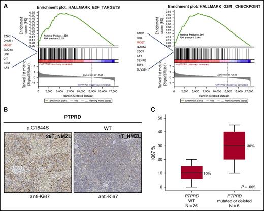 Figure 7. Primary NMZL cases harboring PTPRD lesions show a cell-cycle signature and an increased proliferation index. (A) GSEA plot illustrating the enrichment and upregulation of different biologically relevant gene sets (E2F pathway and G2M cell-cycle checkpoints) in PTPRD mutated/deleted vs PTPRD wild-type. Genes with an enrichment score <0.1 are shown. GSEA, Gene Set Enrichment Analysis; FDR, false discovery rate. (B) Ki-67 expression by immunohistochemical analysis of the lymph node biopsy from one exemplificative PTPRD-mutated NMZL case and one exemplificative PTPRD wild-type case (original magnification ×10). (C) Comparison of the Ki-67 proliferation index assessed by immunohistochemistry between PTPRD-mutated/deleted cases vs PTPRD wild-type NMZL (median, black line inside the bar; quartiles, margin of the box; range, whiskers). P value by Mann-Whitney U test.