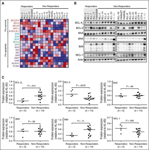 Figure 2. Evaluation of BCL-XL and BCL-2 as potential determinants of in vivo venetoclax responses. Xenografts were stratified into venetoclax in vivo responders and nonresponders. (A) Microarray analysis of the BCL2 family of genes with each row representing a gene. Prosurvival genes are listed at the top (in red labels), with BCL2L1 (which encodes BCL-XL) highlighted with an arrow. There are 3 groups of proapoptotic genes, encoding BCL-2 family proteins bearing all 4 BCL-2 Homology (BH) domains (BAX/BAK-like in blue labels), the BH3 domain only (purple labels), or BH3 and BH2 domains (green labels). The colors in the heatmaps represent the relative expression per gene across all samples. Red indicates relative high expression, and blue indicates relative low expression. (B) Immunoblot analysis of BCL-2 family protein expression in all 19 xenografts. (C) Protein expression of BCL-2 family members in 19 xenografts was quantified using Versadoc and calculated relative to the expression of actin within each sample and normalized to HL-60. Each dot represents an average of 3 biological replicates of each xenograft. Groups were compared using Mann-Whitney tests. With Bonferroni correction for multiple comparisons (n = 6), P < .0083 for statistical significance.