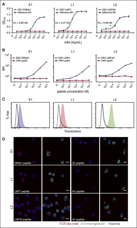 Figure 1. Binding specificities of TCR-like mAbs E1, L1, and L2 as determined by peptide-MHC ELISA, flow cytometry, and confocal microscopy. (A) Biotinylated MHC complexes containing UV-cleavable surrogate peptides were exchanged with the respective peptides and coated onto streptavidin-containing ELISA wells. TCR-like mAbs were diluted 10-fold and incubated with the peptide-MHC complexes before detection and readout at OD 415 nm. (B) Peptides were diluted 10-fold and pulsed onto T2 cells before staining with TCR-like mAbs and fluorescein isothiocyanate-conjugated goat anti-mouse secondary antibodies for detection via flow cytometry. (C) C1R-A2 cells were acid-stripped and pulsed with 10 different peptides EBV EBNA1562-570 (blue), LMP1125-133 (red), LMP2A426-434 (green), Influenza M158-66 (orange), cytomegalovirus pp65495-503 (cyan), IE181-89 (magenta), HIV pol476-484 (brown), gp120120-128 (purple), Mycobacterium tuberculosis Ag85B143-152 (dark green), hepatitis B virus sAg183-191 (navy blue), in addition to unpulsed control (black). Shaded histograms represent the relevant peptides pulsed for each TCR-like mAb staining. (D) Confocal microscope images of T2 cells pulsed with relevant (first and second columns) and control M1 peptide (third and fourth columns) before staining and secondary antibodies detection with TCR-like mAbs (R-phycoerythrin–conjugated goat anti-mouse IgG), β-2-microglobulin (AlexaFluor-488-conjugated goat anti-rabbit IgG), and Hoechst dye (blue). Images were acquired using Zeiss LSM510 confocal microscope software version 2.5 SP2 under 63× oil immersion objective at 512 × 512 resolution. Images were overlayed using ImageJ. Scale bars, 10 μm. MFI, mean fluorescence intensity.