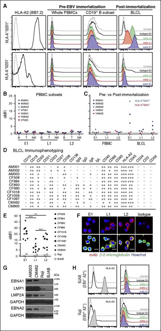 Figure 2. Binding of E1, L1, and L2 to endogenous surface antigens on EBV-transformed BLCLs. (A) Representative histogram staining of HLA-A*0201+ and HLA-A*0201− donor samples with 3 of the TCR-like mAbs: E1 (blue), L1 (red), and L2 (green) before and after EBV infection and establishment of EBV BLCL outgrowth. (B) Normalized mean fluorescence intensity of the CD19+ B, CD3+ T, and CD56+ NK immune cell subsets in PBMCs with the 3 TCR-like mAbs. MFI values were normalized by dividing each MFI reading with their respective isotype controls. (C) nMFI of EBV BLCLs pre- and post-EBV immortalization. Blue and red symbols indicate HLA-A*0201+ and HLA-A*0201− samples, respectively. (D) Immunophenotyping summary of HLA-A*0201+ BLCLs examined in this study. Normalized MFI value of 0 to less than 2 indicates negative staining (−), above 2 to 9.99 (+), 10 to 99.9 (++), and 100 to 1000 (+++). (E) Compilation of normalized mean fluorescence intensity values of each HLA-A*0201+ BLCL from this study, with HLA-A2+ EBV− BJAB (open square) and HLA-A2− EBV+ Raji (open circle) cell lines as controls. Unpaired Student t test was performed to compare the binding profiles between each TCR-like mAb on HLA-A*0201+ BLCLs. **P < .001; ***P < .0001. (F) Confocal microscope images of BLCLs stained with the respective TCR-like mAbs (R-phycoerythrin), β-2-microglobulin (AlexaFluor-488), and Hoechst dye (blue). Scale bars, 10 μm. (G) Immunoblot detection of EBV latent proteins in 2 HLA-A*0201+ BLCLs AM003, CM462, HLA-A*0201− atypical latency III cell line Raji, and EBV− BJAB as a control. GAPDH served as a loading control. (H) Representative histograms staining indicating BJAB as being HLA-A2+ and Raji cell line as HLA-A2−, with TCR-like mAbs staining profiles similar to that of isotype and unstained controls.