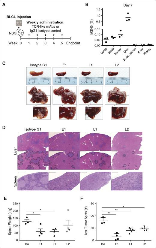 Figure 3. TCR-like mAbs treatment decreases tumor load in vivo. (A) Schematic illustration of TCR-like mAbs treatment. Two million BLCLs were injected intravenously into NSG mice at week 0 before weekly administration of mAbs (300 μg/mouse) from week 1 onward. (B) Human CD45 (hCD45)-positive BLCLs were detectable in various organs day 7 after injection of BLCLs, indicating BLCL engraftment. (C, D) Mice were killed upon 20% weight loss, and organs were harvested for terminal analysis. Images are representative of gross anatomy and hematoxylin and eosin staining of spleens and livers from mice of each treatment group. Images were taken using Carl Zeiss MIRAX MIDI slide scanner, and analyses were performed using a 3DHISTECH Pannoramic Viewer. Liver tumor spots were traced in black (bottom), using Adobe Photoshop CS6. Scale bars, 500 μm (spleen) and 2000 μm (liver). (E) Spleens were weighed, and (F) the number of liver tumor spots were counted during terminal analysis. Results were expressed as mean ± SD. *P < .05, **P < .01 (unpaired Student t test). Data are representative of 2 independent experiments.