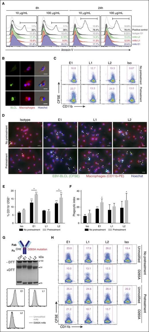 Figure 5. In vitro mechanisms of TCR-like mAbs-mediated antitumor activity. (A) Representative annexin-V staining histograms of BLCLs treated with TCR-like mAbs. BLCLs were incubated with 10 or 100 μg/mL mAbs and were harvested at 6 or 24 hours for detection of surface phosphatidylserine via annexin-V staining. Camptothecin (1 μM) was used as a positive control. (B) Immunofluorescence microscopy showing an EBV BLCL (green) in contact with a macrophage (red) (middle), as well as BLCL engulfment by a macrophage (bottom). Images were obtained using Olympus IX81 inverted microscope MetaMorph software at 40× objective. Scale bars, 10 μm. (C) Representative dot plots from phagocytosis assay. BLCLs were preincubated with the mAbs for 24 hours (pretreatment) or without pretreatment before CFSE labeling, further TCR-like mAbs staining, and subsequent coculturing with macrophages. Phagocytosed cells were defined as the CD11b-PE+ CFSE+ population. (D) Immunofluorescence microscopy images visualizing the presence of CFSE-labeled BLCLs within macrophages (as indicated by white arrows) under the stated conditions. Scale bars, 20 μm. (E, F) Tabulated percentages of CD11b+ CFSE+ cells and phagocytic index from phagocytosis assays. Results represent the average of 2 independent experiments, expressed as mean ± SD. *P < .05; **P < .01 (unpaired Student t test). (G, top) Illustration denoting the point mutation from aspartate to alanine at position 265 of the antibody Fc region, abrogating Fc receptor binding. (Middle) Representative SDS-PAGE gels of D265A antibody variants treated with nonreducing (−dithiothreitol) or reducing (+dithiothreitol) conditions. (Bottom) Histogram plots comparing the unmodified mAb and D265A antibody variants of the 3 TCR-like mAbs. (H) Representative flow cytometry plots from phagocytosis assays using the respective unmodified and D265A mAbs.