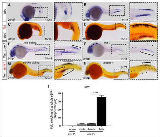 Figure 1. tfec is highly enriched in caudal endothelial cells. (A-B) Representative embryos after in situ hybridization (ISH) of tfec on WT embryos at 20 and 24 hpf. (C-D) ISH of tfec (black) and flk1 (red) on WT embryos at 20 and 24 hpf. (E-F) ISH of tfec (black: PBI and neural crest) and runx1 (black: aorta) at 24 hpf on either mindbomb−/− (loss of runx1 staining) or siblings with WT phenotype (normal runx1 staining). (G-H) ISH of tfec (black) and gata1 (red) on either cloche−/− (loss of gata1 staining) or WT sibling (normal gata1 staining). Prime panels depict the region indicated by the dashed outline box. The numbers in the bottom right corner (here and in following figures, unless otherwise stated) of the image indicate the number of embryos with the represented phenotype out of the total number of embryos. (I) qPCR data examining tfec expression (using primers that recognize all transcripts) in FACS-sorted cells from flk1:eGPF embryos. eGFP-negative cells from the whole embryo, eGFP-positive cells from the whole embryos, eGFP-positive cells from dissected heads and trunks (heads), or eGFP-positive cells from dissected tails (tails) were sorted from 26-hpf embryos. Statistical analysis was completed using an un-paired Student t test. Data represents mean ± SEM ****P < .001.