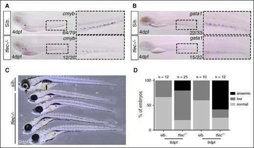 Figure 3. tfec−/− mutants have reduced hematopoiesis and become anemic. (A-B) ISH for cmyb and gata1 at 4 dpf in WT/tfec+/− embryos or tfec−/− mutant embryos. Sib. represents WT/tfec+/− genotype. (C) Brightfield image at 9 dpf showing tfec−/− mutants and their siblings. Arrows indicate normal pigmented eye in siblings and inflated swim bladder; asterisks indicate loss of eye pigmentation and uninflated swim bladder in mutants. (D) Circulating blood phenotype at 8 and 9 dpf characterized by normal blood flow (normal), low circulating number of cells (low), and almost complete loss of circulating cells (anemia).