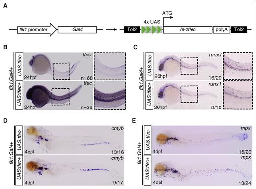Figure 4. tfec acts non–cell-autonomously upon HSPCs. (A) Tol2 construct used to generate transgenic zebrafish; schematic is not to scale. (B) ISH for tfec (common probe) at 24 hpf in flk1:Gal4 positive embryos that were either UAS:tfec negative (upper) or positive (lower). (C) ISH for runx1 at 26 hpf in flk1:Gal4-positive embryos that were either UAS:tfec negative (upper) or positive (lower). (D-E) ISH for cmyb and mpx at 4 dpf in flk1:Gal4-positive embryos that were either UAS:tfec negative (upper) or positive (lower).