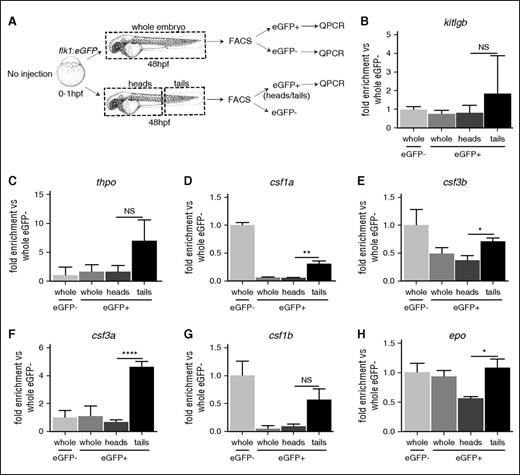 Figure 5. Caudal endothelial cells are enriched in niche cytokines. (A) Experimental outline. (B-H) qPCR of hematopoietic niche cytokine expression in FACS-sorted cells outlined in A; data represent biological triplicates. Statistical analysis was completed using an unpaired Student t test, comparing cytokine expression to whole zebrafish. Data represents mean ± SEM. eGFP, enhanced green fluorescent protein; NS, not significant. *P < .05; **P < .01; ****P < .001.