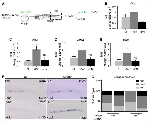 Figure 6. tfec expression modulates caudal endothelial cytokine expression. (A) Experimental outline. (B-E) qPCR data showing gene expression in FACS-sorted cECs after NI (n = 5 for all), hl-ztfec (+tfec; n = 4 for all, except csf3b, where n = 5) or DN-tfec (+DN; n = 3 for all) injection. Each n represents an average of biological triplicates; experiments were repeated at least 3 times. (F) ISH for cmyb at 4 dpf in WT/tfec+/− embryos or tfec−/− mutant embryos after noninjection (NI) and kitlgb (+kitlgb) injection. (G) Analysis of cmyb expression.
