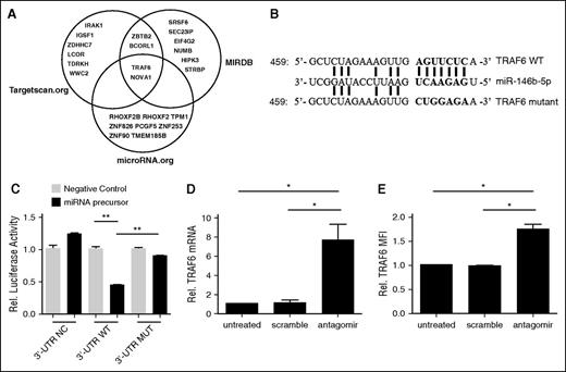 Figure 3. TRAF6 is a direct target of miR-146b-5p and knock-down of miR-146b-5p increased TRAF6 expression in human tTregs (n = 3). To assess whether human miR-146b-5p targets TRAF6, HEK293 cells were transduced with plasmids carrying wild-type (WT) or mutant (MUT) 3′ UTR sequences from TRAF6 linked to a luciferase reporter gene. Cells were also transfected with a Renilla luciferase reporter construct for normalization. (A) Three software packages (targetscan.org, MIRDB, and microRNA.org) were used to predict the potential target mRNAs of miR-146b-5p; TRAF6 was involved in tTreg function with highest probability. (B) Schematic representation of the miR-146b-5p target sequence within the 3′ UTR of TRAF6. Two nucleotides (complementary to nucleotides 6 and 8 of miR-146b-5p) were mutated in the 3′ UTR of TRAF6. The numbers indicate the positions of the nucleotides in the reference WT sequences. (C) Activity of the luciferase gene linked to the WT or MUT 3′ UTR of TRAF6. Luciferase activity was measured after 48 hr. The mean of the results from the cells transfected by control vector was set as 100%. The data are mean and standard deviation (SD) of separate transfections (n = 3). Naive peripheral blood tTregs were sort-purified, expanded in vitro, and treated with or without miR-146b antagomir or scrambled RNA as previously described. After treatment, cultured cells were assessed for TRAF6 mRNA and protein expression by RT-PCR or flow cytometry (D and E, respectively). Values indicate mean ± SEM of these experiments. *P < .05; **P < .01.