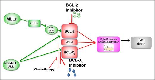 MLLr activates BCL-2 through H3K79 methylation rendering MLLr-ALL sensitive to selective BCL-2 inhibitor (venetoclax). In other subtypes of ALL, concurrent inhibition of both BCL-2 and BCL-XL is required for maximal antileukemia efficacy. Use of concurrent ALL chemotherapy that reduces MCL-1 and BCL-XL levels in combination with venetoclax may obviate the need for adding selective BCL-XL or dual BCL-2/BCL-XL inhibitors.