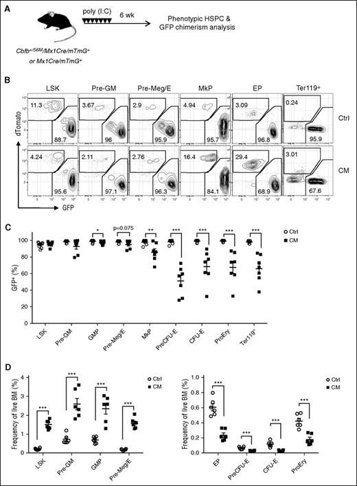 Figure 4. CM expression results in reduced homeostatic erythroid differentiation in vivo. (A) Schematic of experimental design. Cbfb+/56M/Mx1-Cre/Rosa26mT/mG (CM) or control Mx1-Cre/Rosa26mT/mG (Ctrl) dual fluorescent reporter mice were injected with 7 doses of poly (I:C) to induce the expression of Cre. Contribution of CM-expressing cells (GFP+) in HSPC subsets were assessed 6 weeks after induction. (B) Representative FACS plots of GFP+ (CM-expressing) and dTomato+ (non-CM cells) in various phenotypic HSPC subsets. (C) Frequency (%) of GFP+ cells in each phenotypic compartment of CM (n = 7) or Ctrl mice (n = 9). Mean ± SEM is shown. (D) Frequencies of GFP+ LSK and myeloid/erythroid progenitor subsets within total CM (n = 6) or Ctrl (n = 6) BM. Mean ± SEM is shown. *P < .05; **P < .01; ***P < .001.