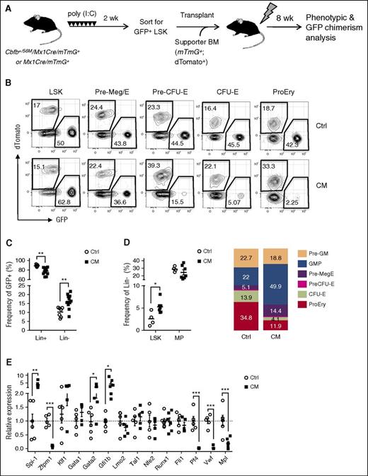 Figure 5. CM cell autonomously impairs erythroid lineage commitment and deregulates expression of key erythroid/Mk lineage-determining regulators. (A) Schematic of experimental design. Cbfb+/56M/Mx1-Cre/Rosa26mT/mG (CM) or control Mx1-Cre/Rosa26mT/mG (Ctrl) mice (CD45.2+) were induced as above. Sorted CM-expressing or Ctrl GFP+ LSKs (500 cells) were cotransplanted with 2 × 105 mTmG+ (CD45.2+; dTomato+) supporter BM cells into lethally irradiated (11 Gy) CD45.1+ congenic recipients. Phenotypic HSPCs and GFP chimerism in the BM were analyzed 8 weeks after transplantation by flow cytometry. (B) Representative FACS plots of GFP+ and dTomato+ chimerism within each HSPC compartment. (C) The frequency of lineage-committed (Lin+) and lineage-negative (Lin−) cells within Ctrl (n = 7) or CM (n = 11) GFP+ donor-derived population. (D) The frequency of LSK or MP (left), and phenotypic composition (right) of GFP+/Lin− cells derived from Ctrl (n = 4) or CM (n = 7) donors. Mean ± SEM is shown. (E) Relative expression levels of Spi-1, Zfpm1, Klf1, Gata1, Gata2, Gfi1b, Lmo2, Tal1, Nfe2, Runx1, Fli1, Pf4, Vwf, and Mpl mRNA in sorted Ctrl or CM Pre-Meg/Es (n = 4-6) assessed by Taqman-based qRT-PCR assays. Shown is the relative expression level (mean ± SEM) for each gene normalized to the mean expression levels in Ctrl Pre-Meg/Es (indicated by dashed line). *P < .05; **P < .01; ***P < .001.