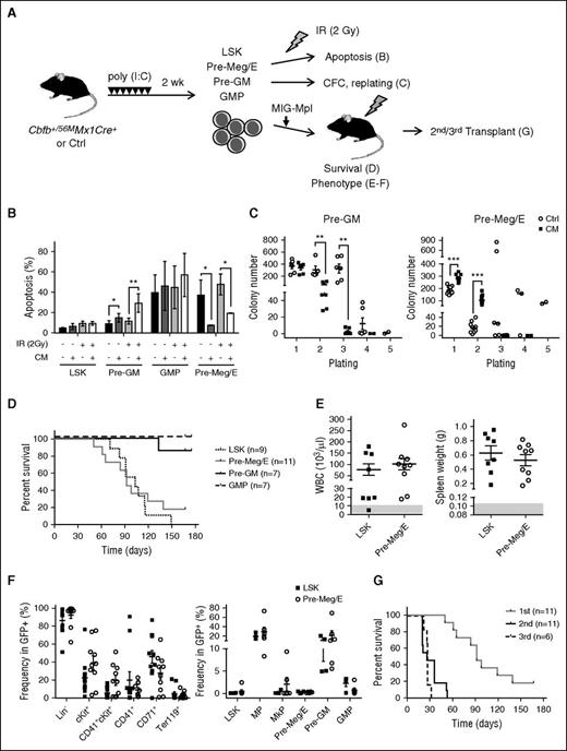 Figure 6. Expanded CM Pre-Meg/E progenitors are capable of leukemia-initiation. (A) Schematic of leukemia initiation experiment design. Cbfb+/56M/Mx1-Cre mice were induced by poly (I:C). LSKs, Pre-Meg/Es, Pre-GMs, and GMPs were sorted 2 weeks later and subjected to (B) apoptosis analysis, (C) CFC and replating, or (D) transduced with MIG-Mpl retrovirus followed by transplantation and monitored for survival, (E-F) phenotype, and (G) engraftment in serial transplants. (B) The frequency (%) of apoptotic cells defined by Annexin-V+ in CM or Ctrl LSK, Pre-GM, GMP, or Pre-Meg/E cells 24 hours after IR (2 Gy). Bars and lines indicate mean ± SD. (C) Number of CFCs derived from Pre-GM (left) or Pre-Meg/Es (right) in first plating (1000 cells) and in serial replating (2 × 104 cells) using MethoCult M3434. Shown is mean ± SEM of ≥3 independent experiments performed in duplicate. (D) Kaplan-Meier survival curves of recipients transplanted with CM/Mpl LSKs (7-8 × 103 cells), Pre-Meg/Es, Pre-GMs, or GMPs (2.5 × 104). (E) Peripheral white blood cell counts (103/μL; left) and spleen weights (g; right) in CM-Mpl LSK– or Pre-Meg/E–derived leukemic mice. The gray area indicates the normal range detected in normal Ctrl mice (n = 8). (F) The frequency (%) of various immunophenotypic populations in GFP+ BM of leukemic mice transplanted with CM-Mpl LSK (n = 4) or CM-Mpl Pre-Meg/E (n = 6). (G) Kaplan-Meier survival curves of secondary (n = 11) and tertiary (n = 6) recipients transplanted with 1 × 106 BM cells from moribund mice transplanted with CM-Mpl Pre-Meg/E. *P < .05; **P < .01; ***P < .001.